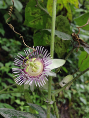 Passiflora podadenia