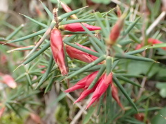 Stenanthera conostephioides
