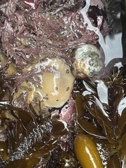 Diaulula sandiegensis