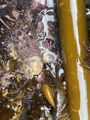 Diaulula sandiegensis