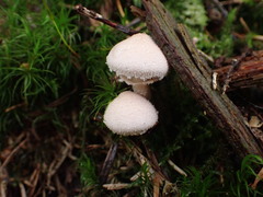 Cystoderma carcharias
