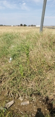 Sphenoclea zeylanica