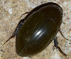 Hydrophilus