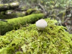 Apioperdon pyriforme