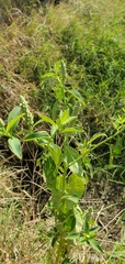 Sphenoclea zeylanica