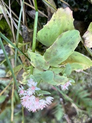 Hylotelephium telephioides