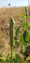Sphenoclea zeylanica