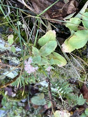 Hylotelephium telephioides