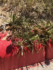 Oenothera macrocarpa macrocarpa