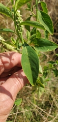Sphenoclea zeylanica