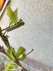 Hippotion celerio