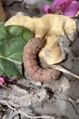 Hippotion celerio