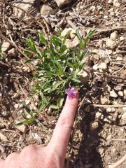 Dyschoriste linearis