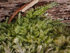 Hypnum circinale