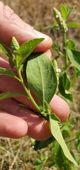 Sphenoclea zeylanica