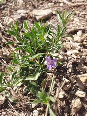 Dyschoriste linearis