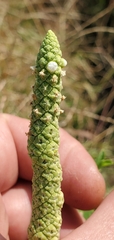 Sphenoclea zeylanica