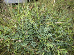 Chamaecytisus skrobiszewskii