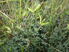 Chamaecytisus skrobiszewskii