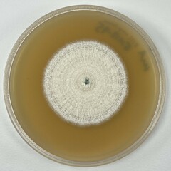 Aspergillus pragensis