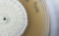 Aspergillus pragensis