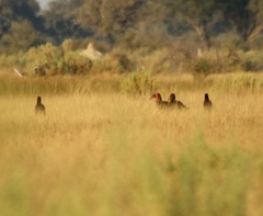 Bucorvus leadbeateri