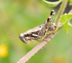 Paraidemona