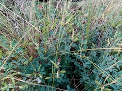 Chamaecytisus skrobiszewskii