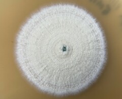 Aspergillus pragensis