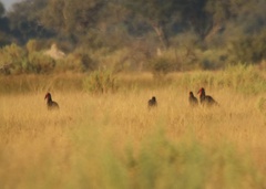 Bucorvus leadbeateri