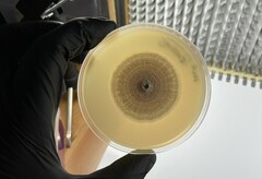 Aspergillus pragensis