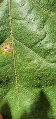 Quercus similis