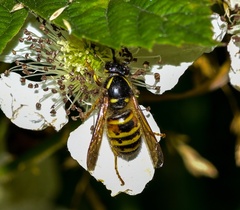 Dolichovespula norwegica