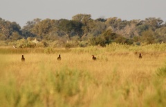 Bucorvus leadbeateri