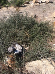 Ceanothus foliosus foliosus