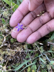 Triodanis biflora