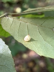 Caryomyia sanguinolenta