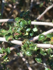 Ceanothus foliosus foliosus