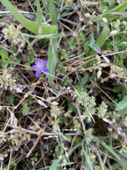 Triodanis biflora
