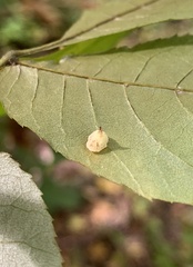 Caryomyia sanguinolenta