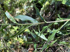 Solidago roanensis