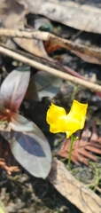 Utricularia gibba