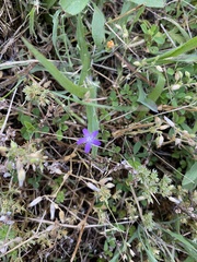 Triodanis biflora