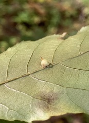 Caryomyia sanguinolenta