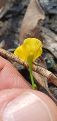 Utricularia gibba