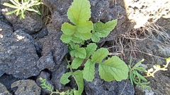 Raphanus raphanistrum raphanistrum