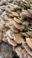 Trichaptum biforme