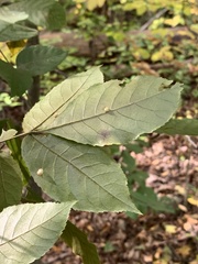 Caryomyia sanguinolenta
