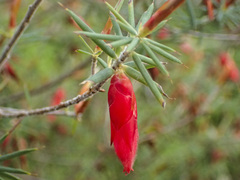 Stenanthera conostephioides