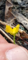 Utricularia gibba